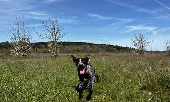 Dog Park Corvallis OR